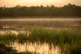 Image of Florida Wetlands
