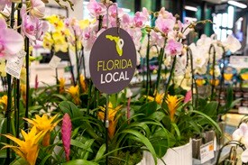 Orchids with Florida local tag 