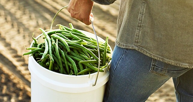 farmer carrying pail full of green beans